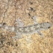 Giant Leaf-toed Gecko - Photo (c) Ramit Singal, some rights reserved (CC BY), uploaded by Ramit Singal