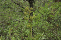 Prionosciadium