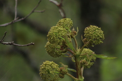 Prionosciadium