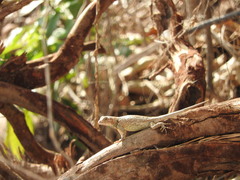 Sceloporus clarkii