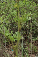 Prionosciadium