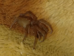 Arachnida