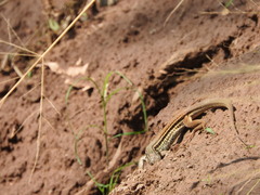 Aspidoscelis costatus