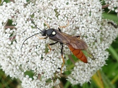 Amblyjoppa fuscipennis