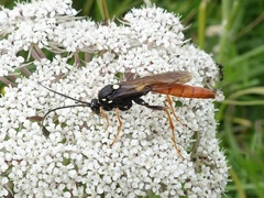 Amblyjoppa fuscipennis