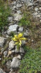 Pedicularis sibthorpii