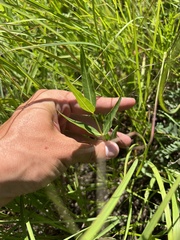 Asclepias meadii