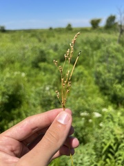 Juncus anthelatus