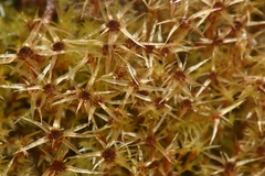 Pohlia longibracteata