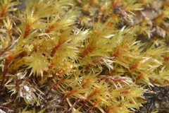 Pohlia longibracteata