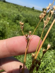 Juncus anthelatus