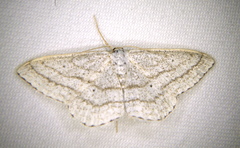Scopula ancellata