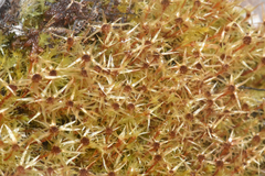 Pohlia longibracteata