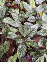 Hemigraphis alternata