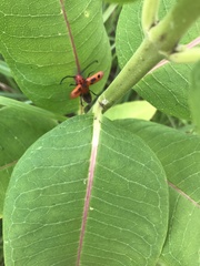 Tetraopes tetrophthalmus