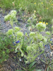 Echium vulgare