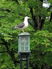 Larus fuscus