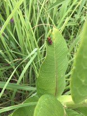 Tetraopes tetrophthalmus
