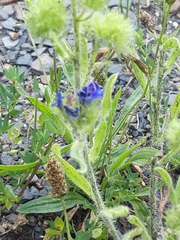 Echium vulgare