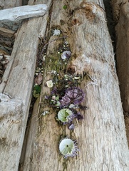 Strongylocentrotus purpuratus