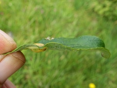 Euura bridgmanii