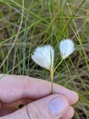 Eriophorum gracile