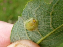 Euura bridgmanii