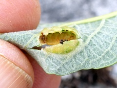 Euura bridgmanii