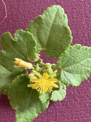 Triumfetta procumbens