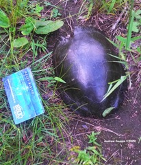 Chrysemys picta marginata