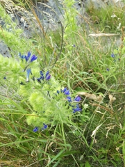 Echium vulgare