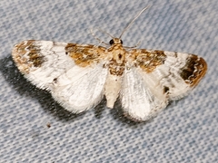 Eupithecia breviculata