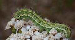 Heliothis peltigera