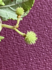 Triumfetta procumbens