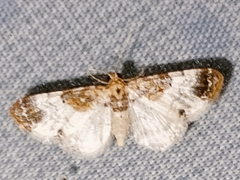 Eupithecia breviculata
