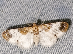 Eupithecia breviculata