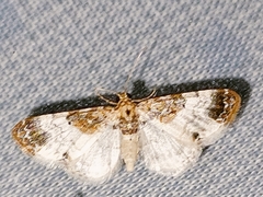 Eupithecia breviculata