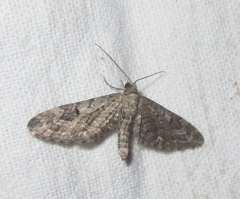 Eupithecia nanata