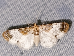 Eupithecia breviculata