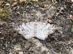 Digrammia denticulata