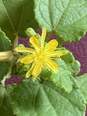 Triumfetta procumbens