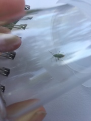 Closterotomus norwegicus