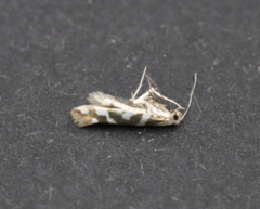 Argyresthia goedartella