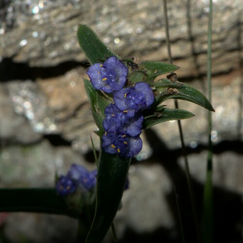 Cyanotis vaga, photograph 2