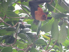 Pteropus seychellensis seychellensis