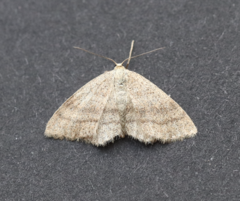 Scopula frigidaria