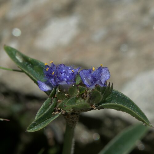 Cyanotis vaga, photograph 1