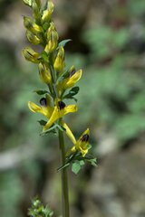 Corydalis cornuta
