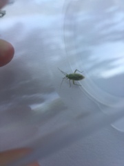 Closterotomus norwegicus