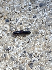 Osoriinae